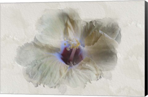 Framed Yellow Wing Hibiscus Print