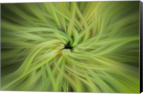 Framed Garden Twirl Print