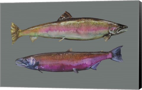 Framed Saumons Print