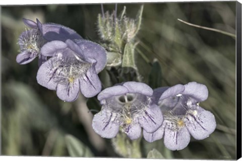 Framed Enter the Badlands 2 Print