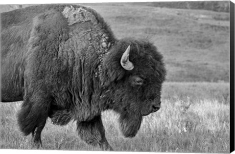 Framed Enter the Badlands B&amp;W 2 Print