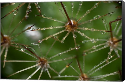 Framed Cactus Flowers 1 Print