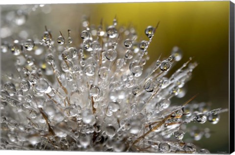 Framed Cactus Flowers 5 Print