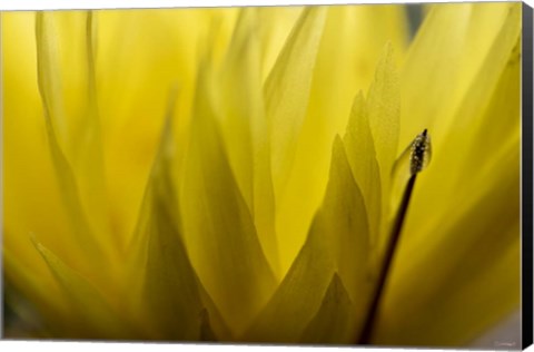 Framed Cactus Flowers 18 Print