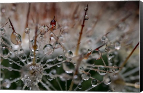 Framed Cactus Flowers 19 Print