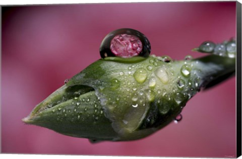 Framed Dew Drops Macro 4 Print
