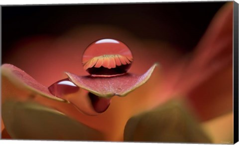 Framed Dew Drops Macro 7 Print