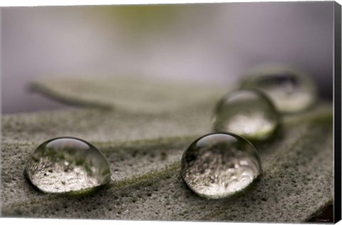 Framed Dew Drops Macro 8 Print