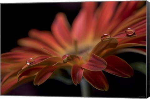 Framed Dew Drops Macro 9 Print
