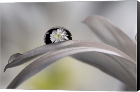 Framed Dew Drops Macro 10 Print