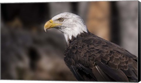 Framed Bald Eagle 1 Print