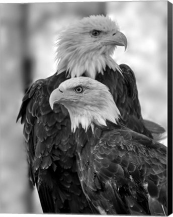 Framed Bald Eagle 3 Print