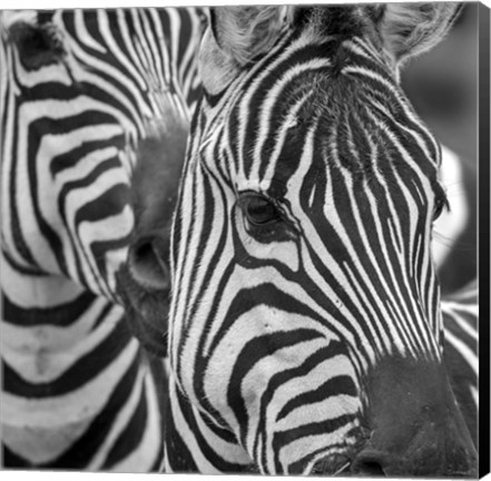 Framed Zebra 2 Print