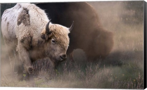 Framed White Buffalo Print