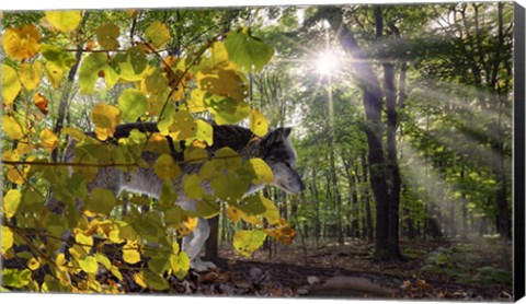 Framed Autumn Shadows Print