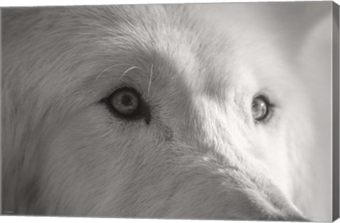 Framed Wolves of Autumn 1 Print