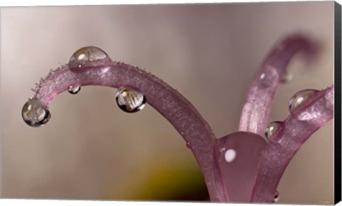 Framed Water Drops 5 Print