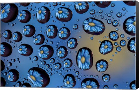 Framed Window Drops 6 Print