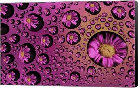 Framed Window Drops 9 Print