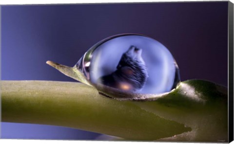 Framed Moondrops 1 Print