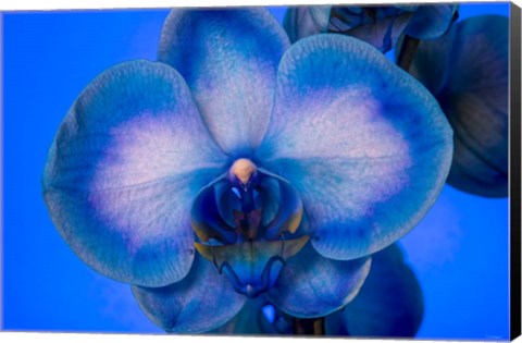Framed Red, White and Blue Orchid 4 Print
