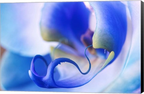 Framed Red, White and Blue Orchid 5 Print