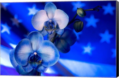 Framed Red, White and Blue Orchid 9 Print