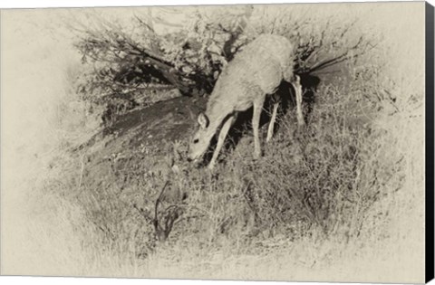 Framed Badlands Antique 7 Print