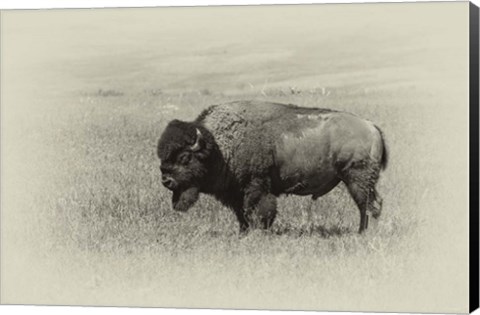 Framed Badlands Antique 13 Print