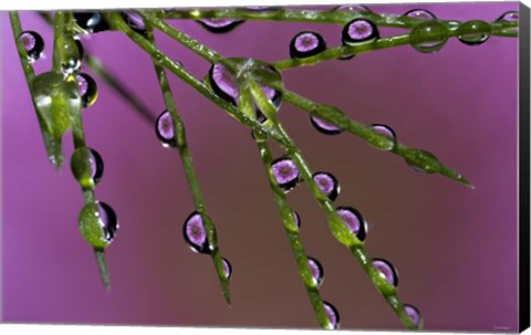 Framed 5 Ultra Macro Print