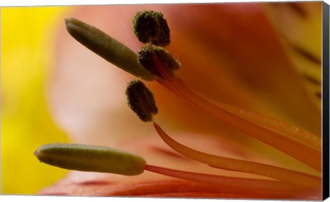 Framed 6 Ultra Macro Print