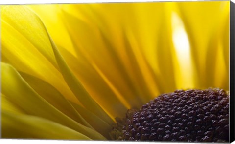 Framed 7 Ultra Macro Print