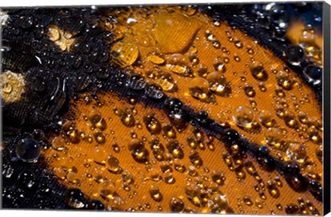 Framed Monarch Butterfly 6 Print