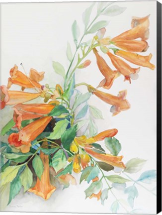 Framed Spray of Trumpet Vine Print