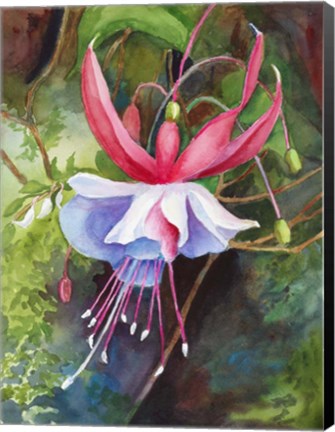 Framed Fuchsia Blossom Print