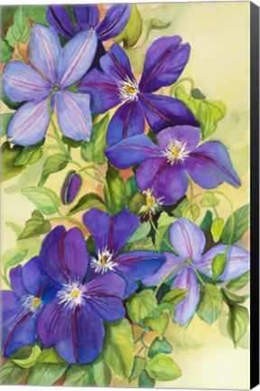Framed Deep Purple Clematis Print