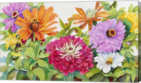 Framed Zinnias A Glow Print