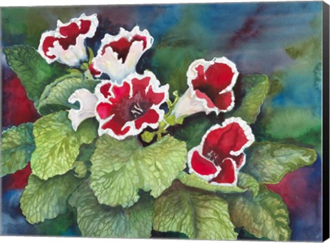 Framed Red and White Gloxinia Print