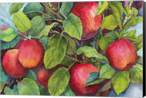Framed Apples Print