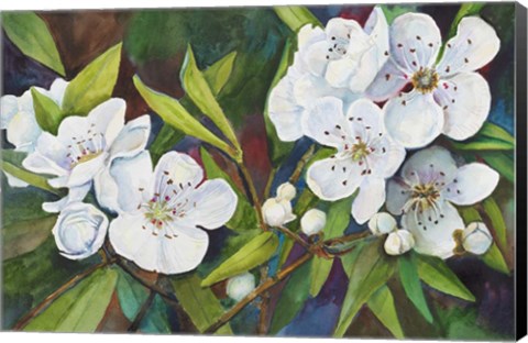 Framed Pear Blossoms Print
