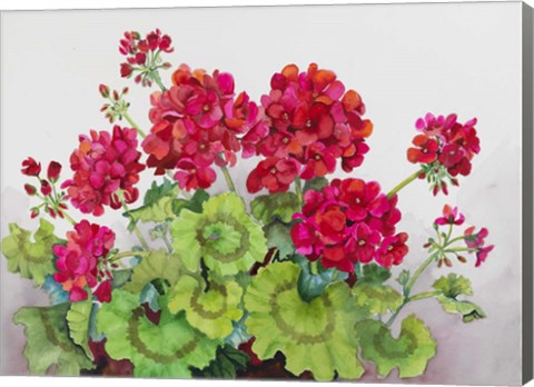 Framed Red Geraniums Print