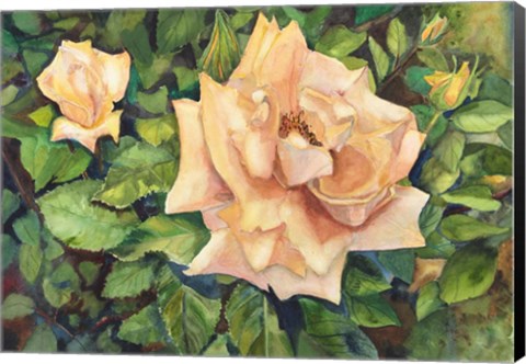 Framed Roses with Buds Print