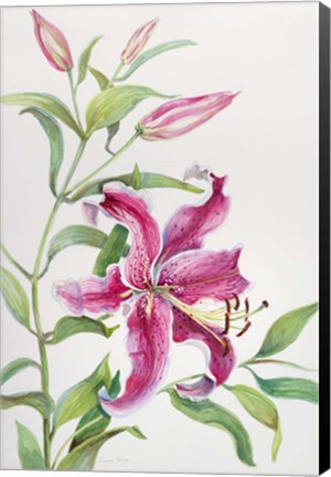 Framed stem of Lilies Print