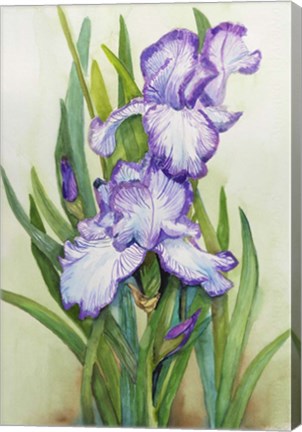 Framed Iris Dressed in Purple and White Print