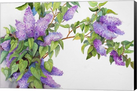 Framed Lavender Lilacs Print