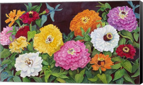 Framed Zinnias in Many Colors Print