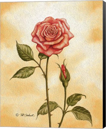 Framed Rose on Peach Print