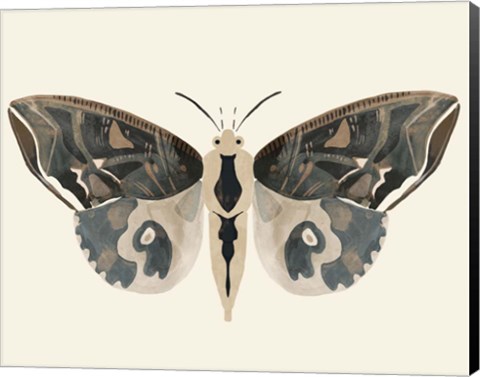 Framed Neutral Moth II Print