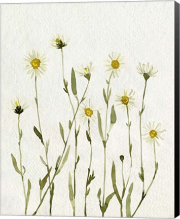 Framed White Antique Daisies II Print