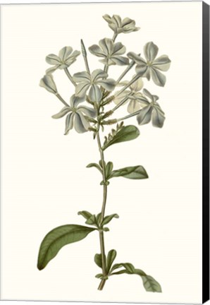 Framed Soft Blue Botanicals VII Print